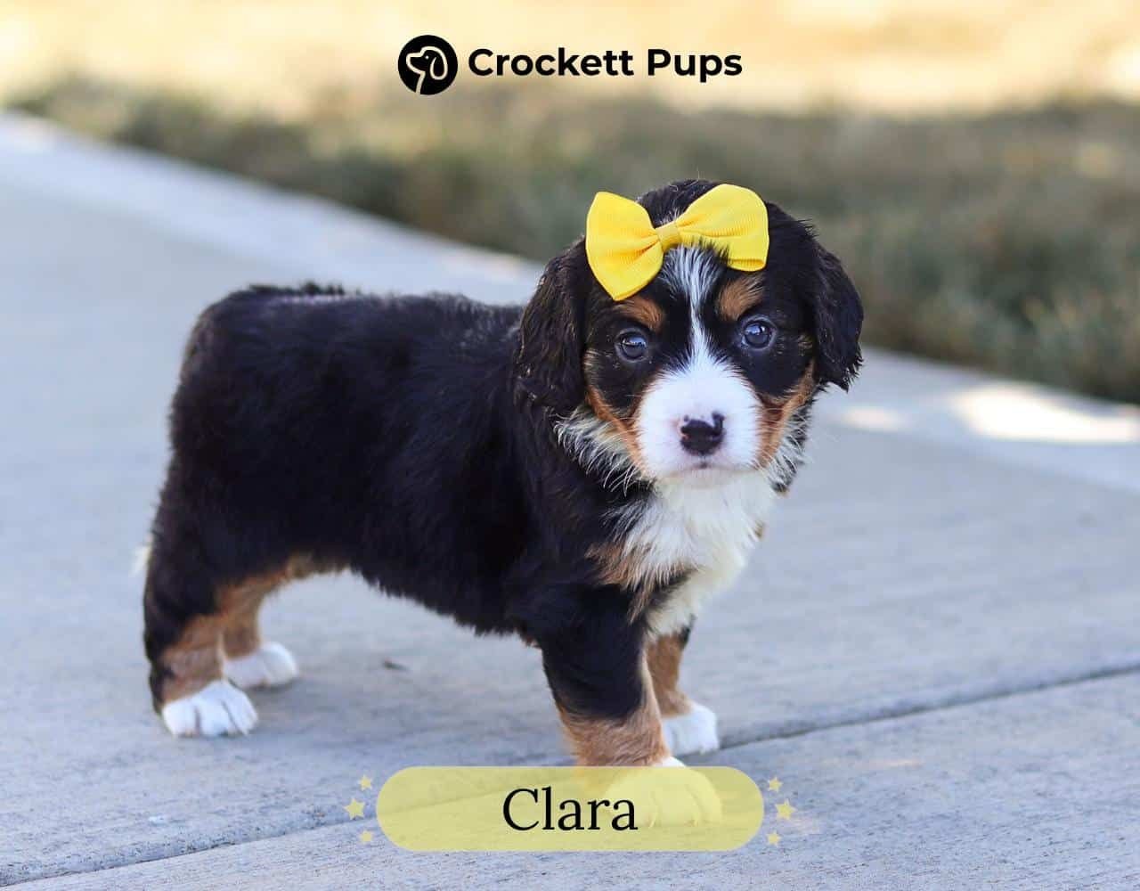 Female Bernalier Pup - Clara