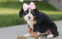 Female Bernalier Pup - Heidi