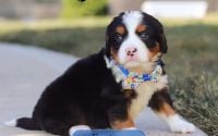 Male Bernalier Pup - Easton