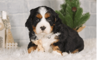 Male Bernalier Pup - Faithful