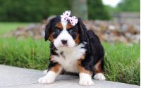 Female Bernalier Pup - Butterfly