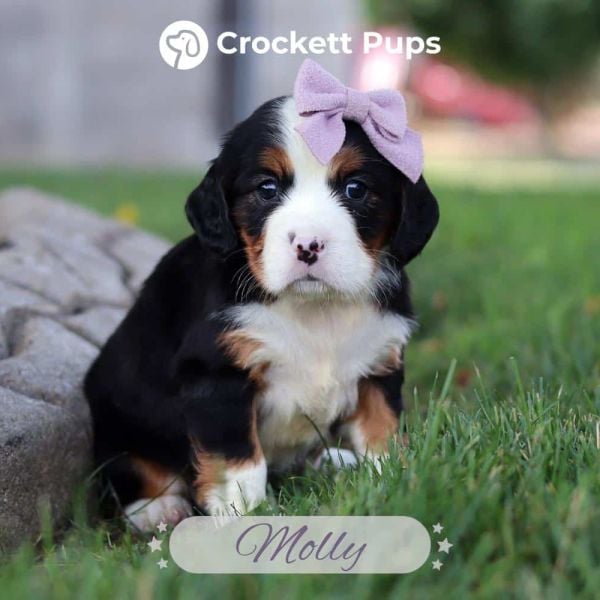 Female Bernalier Pup - Molly
