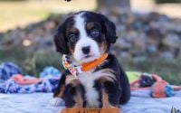 Male Bernalier Pup - Micah