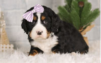 Female Bernalier Pup - Charity