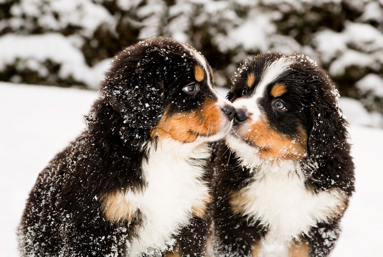 Bernalier Pups Sniffing in the Snow