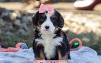 Female Bernalier Pup - Brooklyn