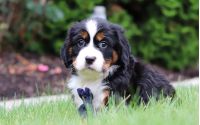 Male Bernalier Pup - Dragonfly