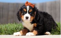 Female Bernalier Pup - Birch