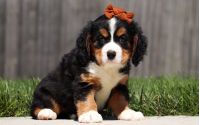 Female Bernalier Pup - Birch
