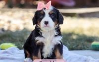 Female Bernalier Pup - Brooklyn