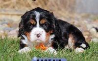 Male Bernalier Pup - Captain