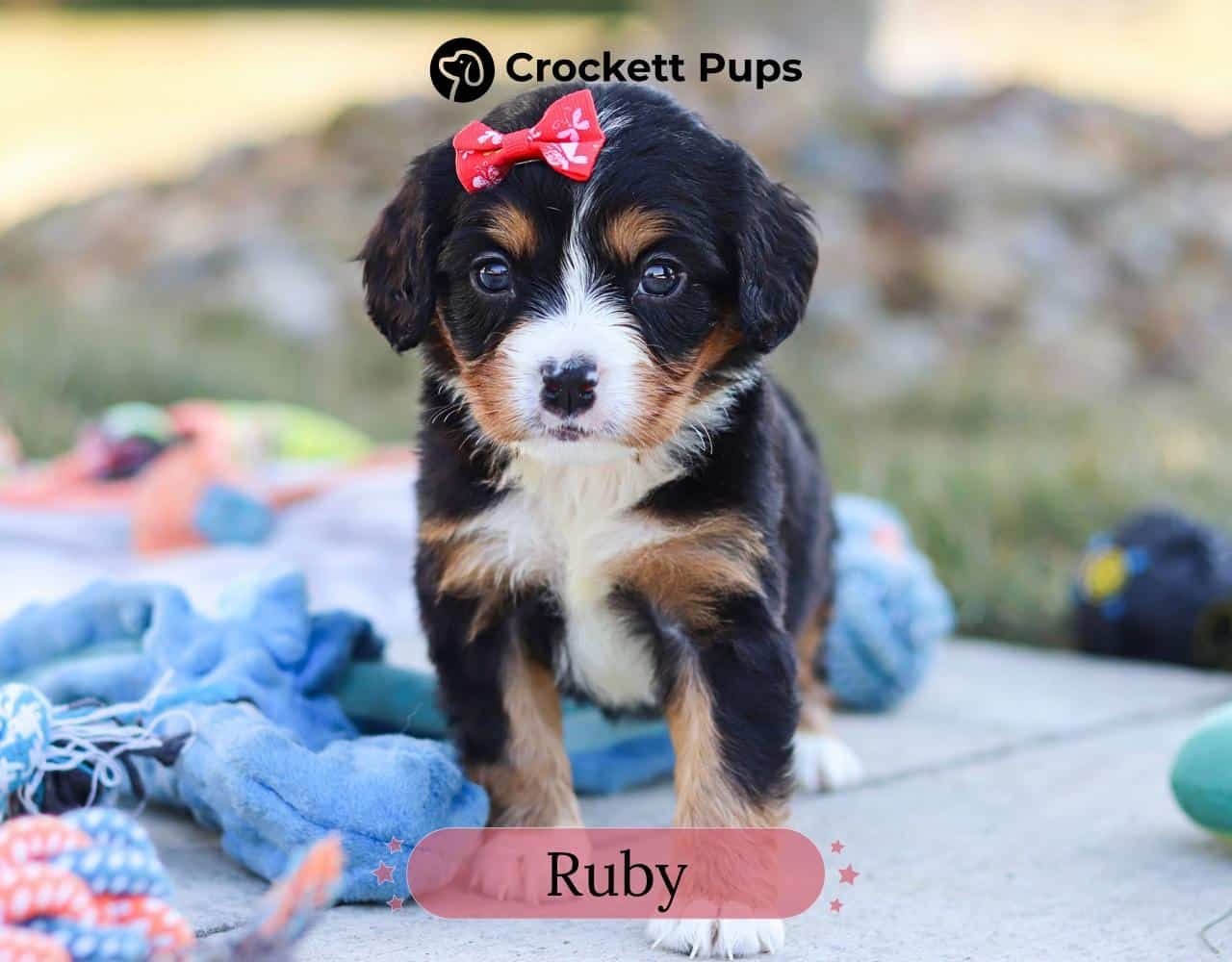 Female Bernalier Pup - Ruby