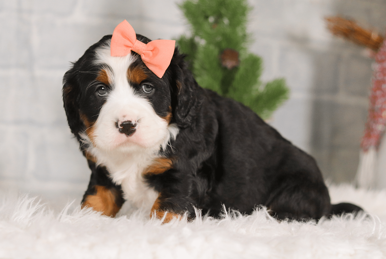 Female Bernalier Pup - Patience