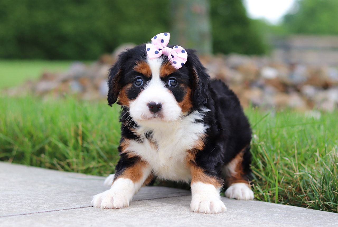 Female Bernalier Pup - Butterfly