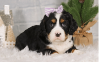 Female Bernalier Pup - Charity
