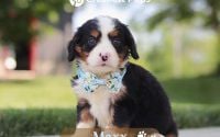 Male Bernalier Pup - Maxx