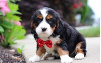 Male Bernalier Pup - Firefly
