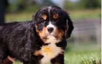 Male Bernalier Pup - Ash