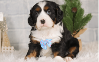 Male Bernalier Pup - Hopeful