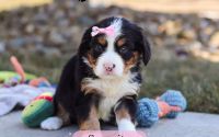 Female Bernalier Pup - Serenity