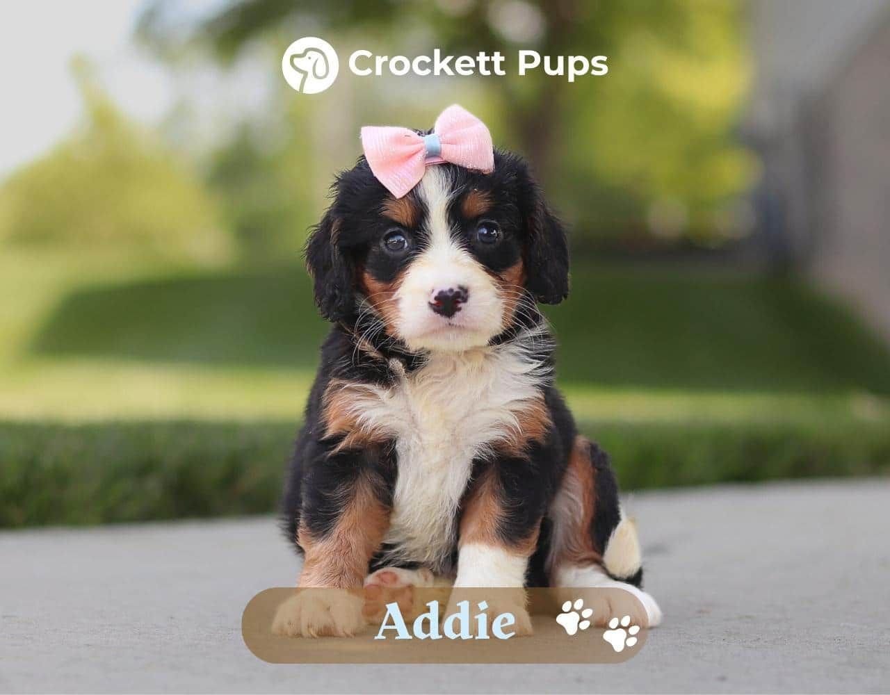 Female Bernalier Pup - Addie