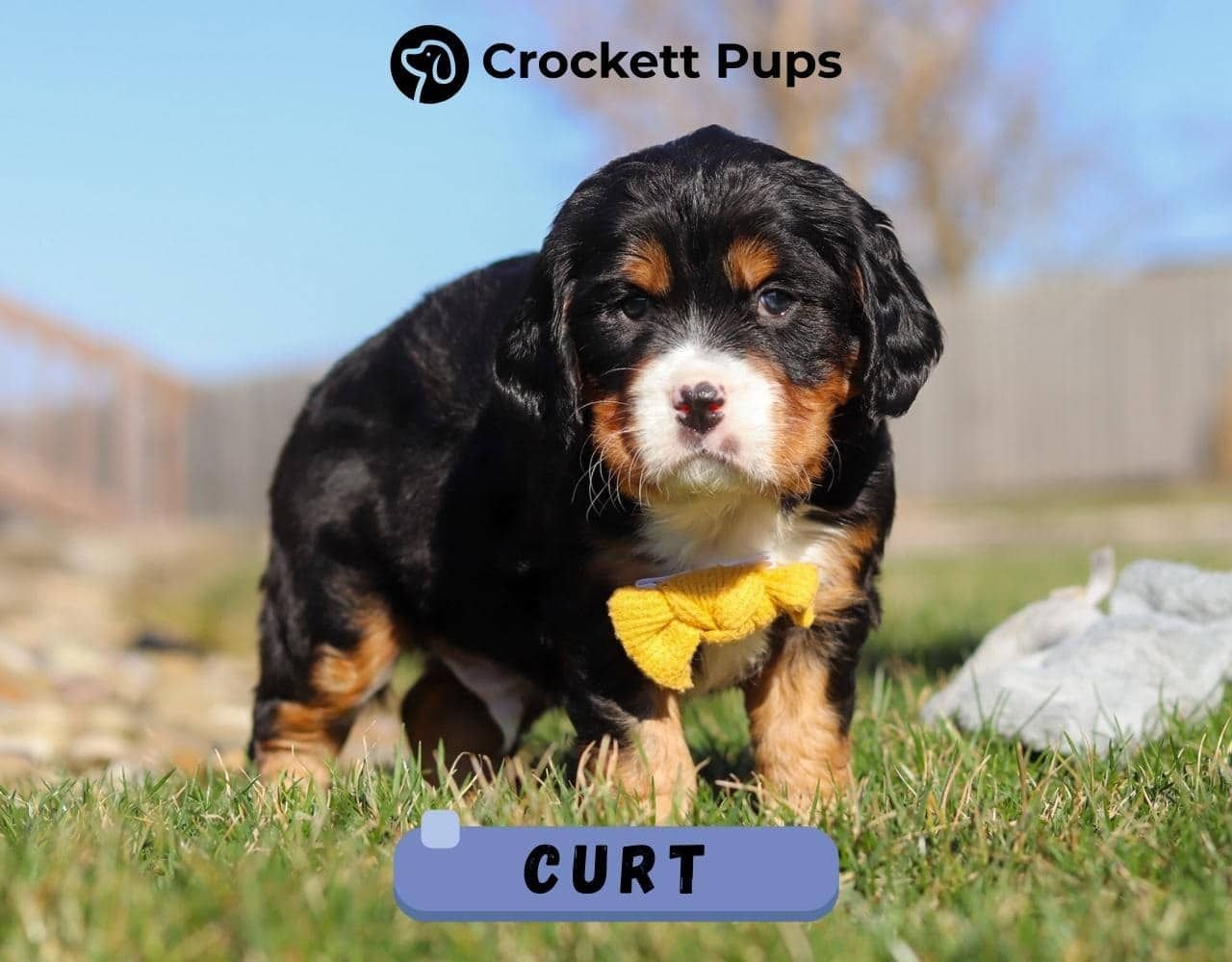 Male Bernalier Pup - Curt