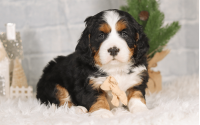 Male Bernalier Pup - Faithful