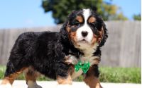 Male Bernalier Pup - Oak