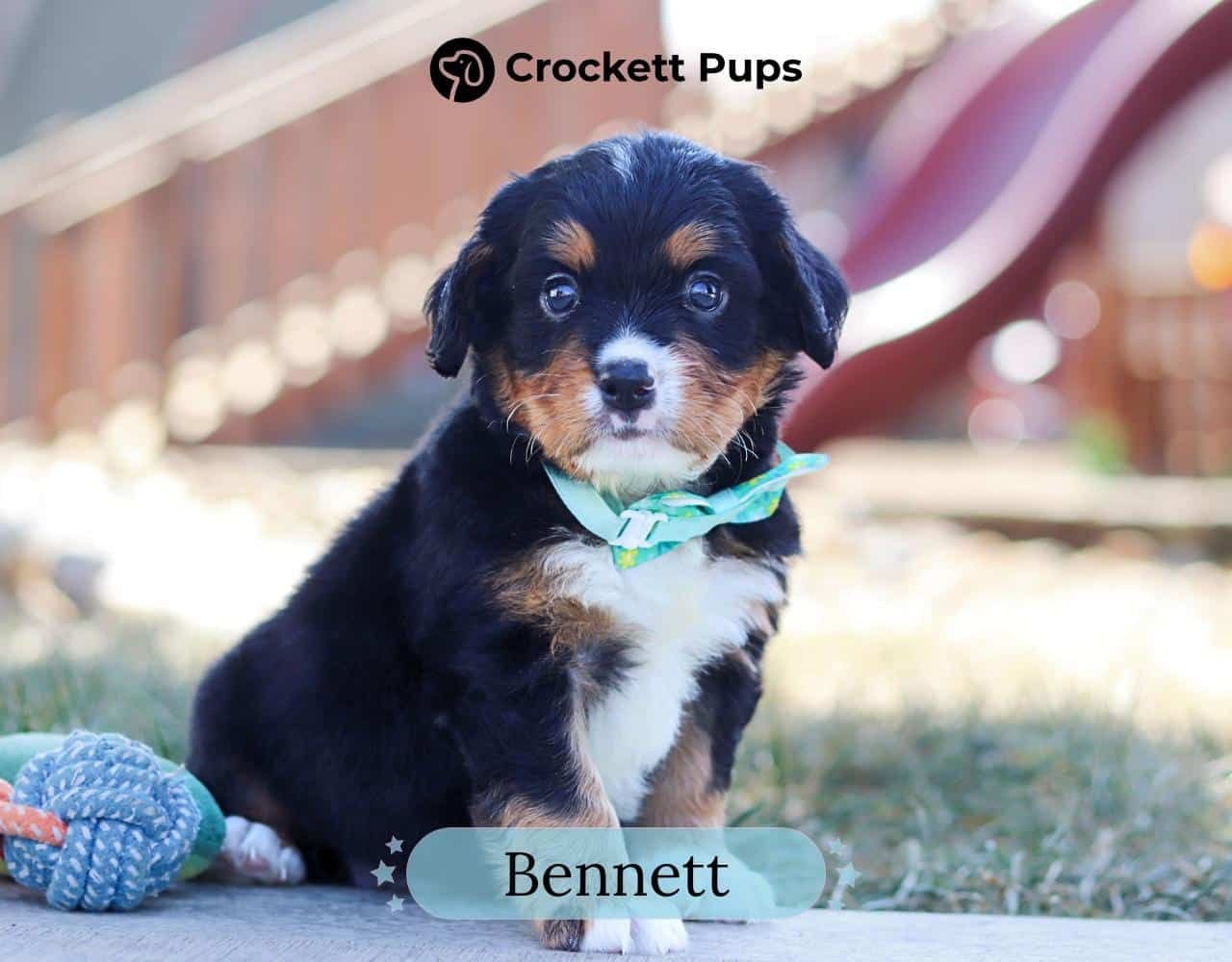 Male Bernalier Pup - Bennett