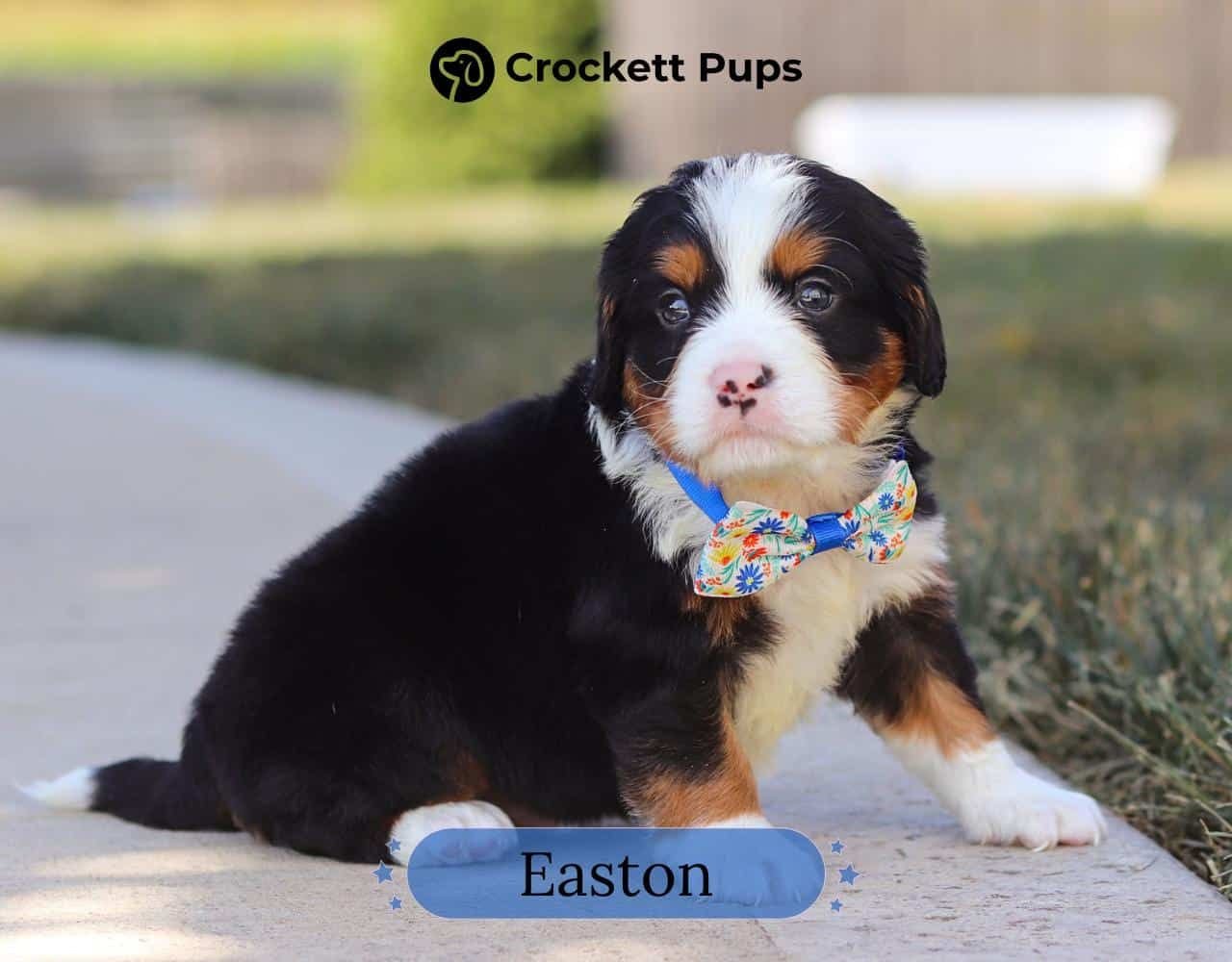 Male Bernalier Pup - Easton