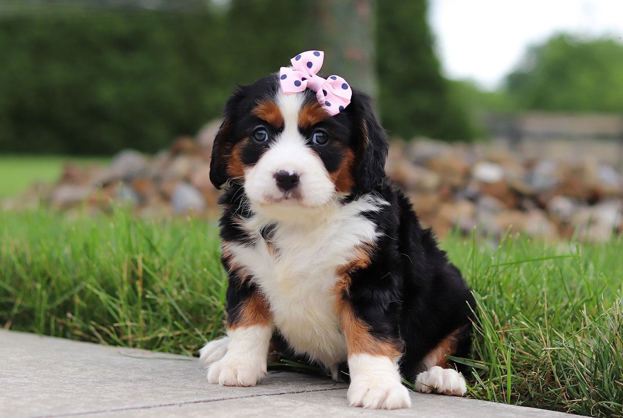 Female Bernalier Pup - Butterfly