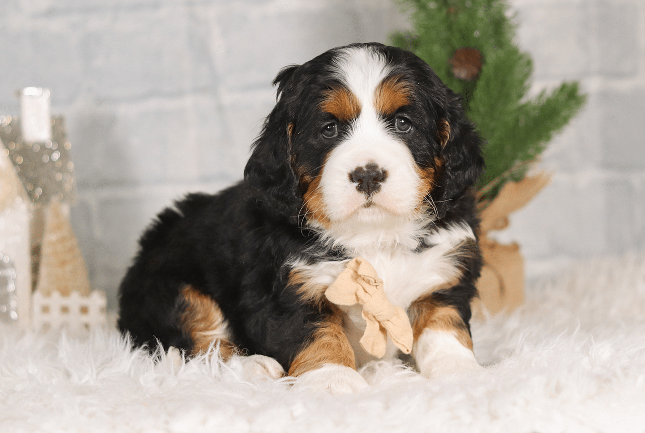Male Bernalier Pup - Faithful