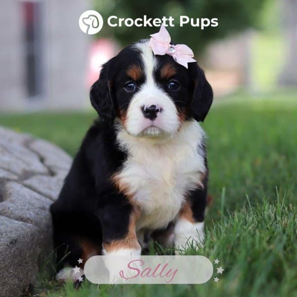 Female Bernalier Pup - Sally