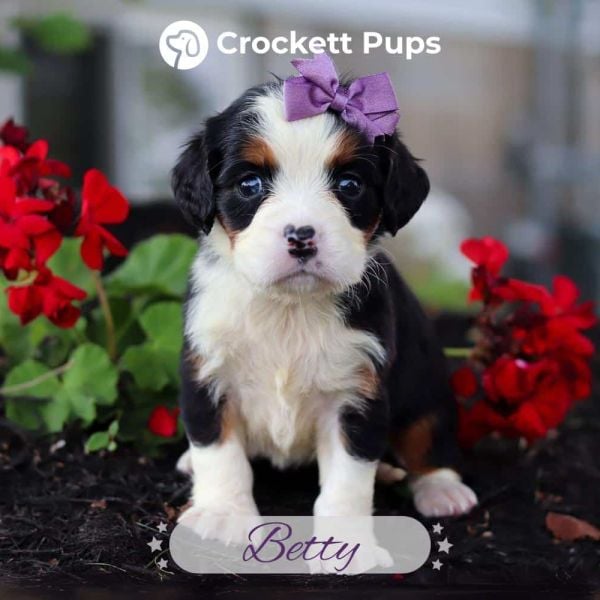 Female Bernalier Pup - Betty