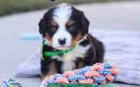 Male Bernalier Pup - Colton