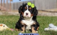 Female Bernalier Pup - Chloe