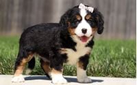 Female Bernalier Pup - Laurel