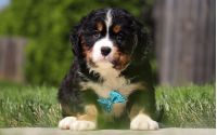Male Bernalier Pup - Cedar