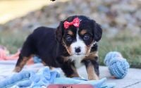 Female Bernalier Pup - Ruby