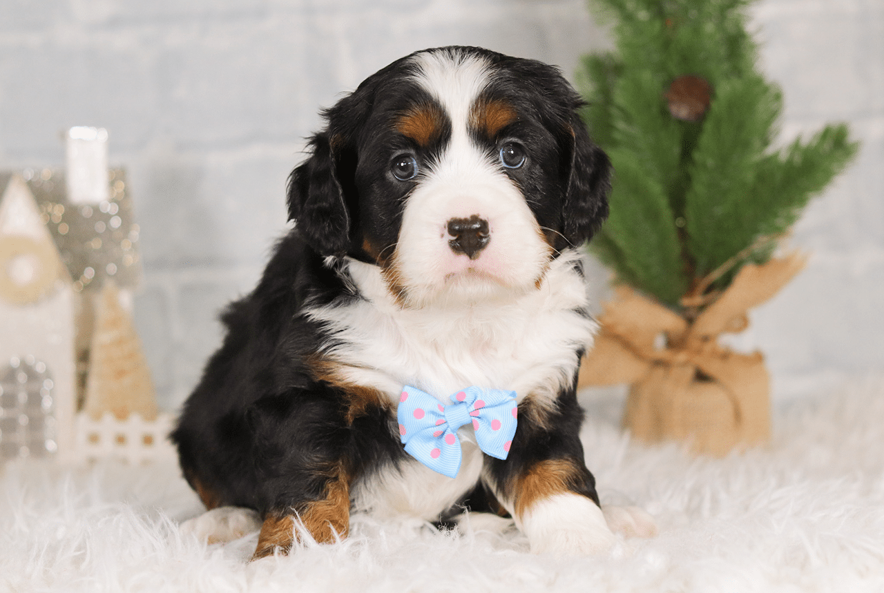 Male Bernalier Pup - Hopeful