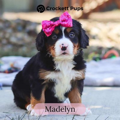 Female Bernalier Pup - Madelyn