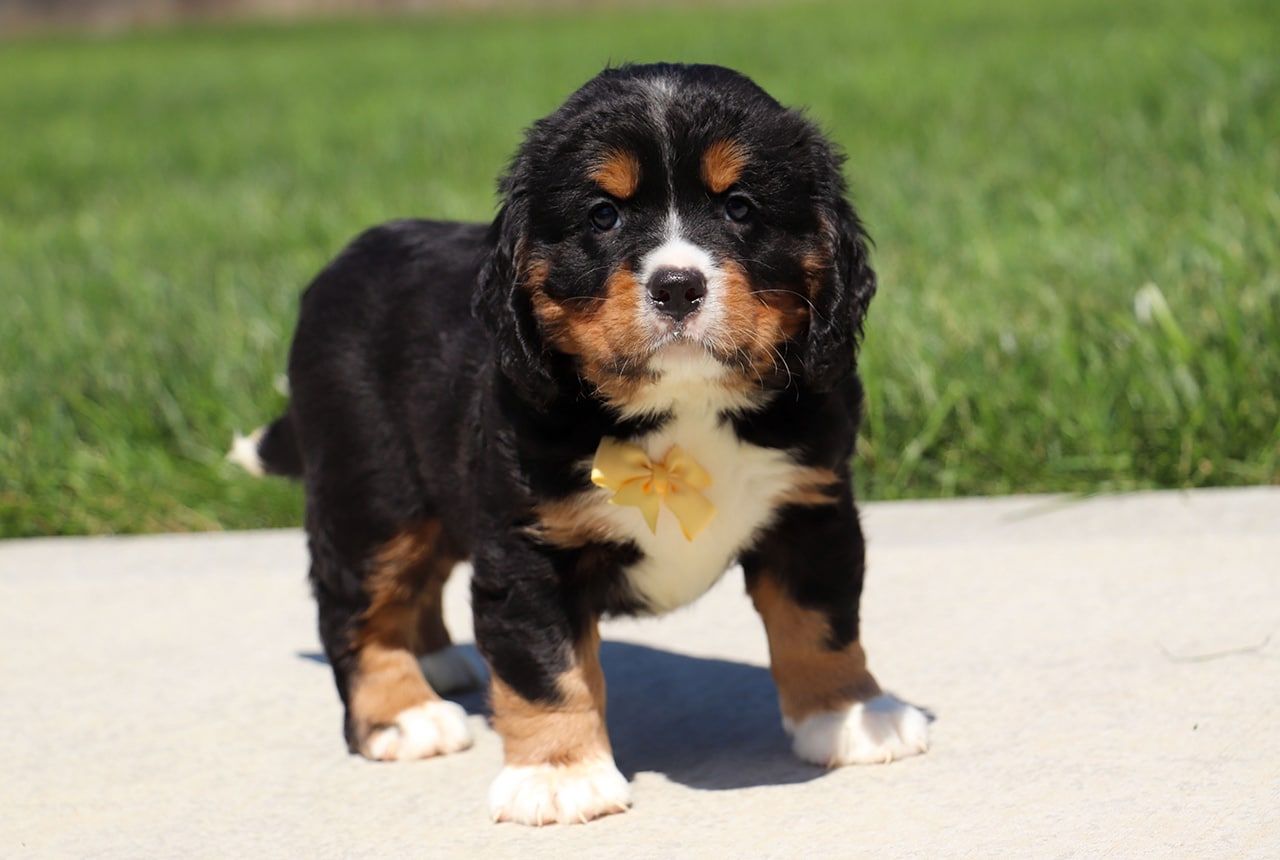 Male Bernalier Pup - Ash