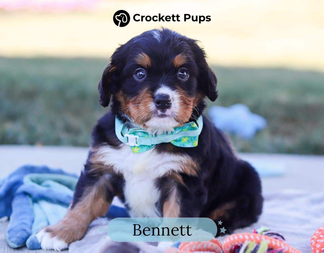 Male Bernalier Pup - Bennett