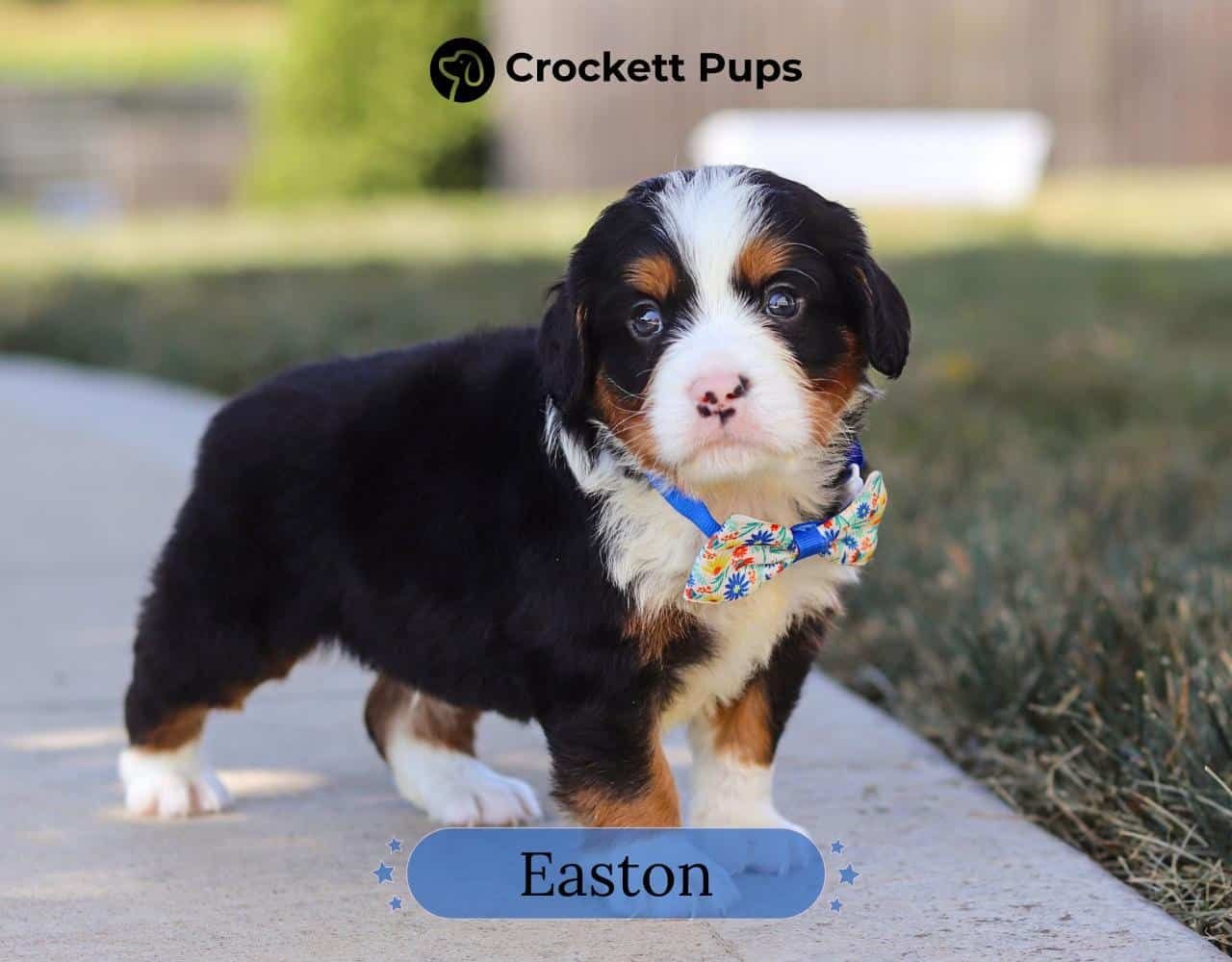 Male Bernalier Pup - Easton