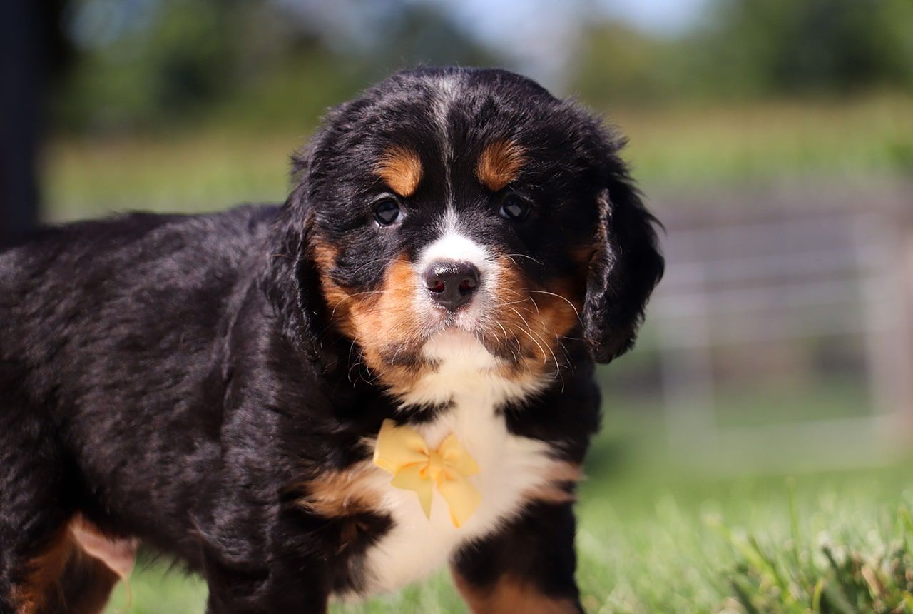 Male Bernalier Pup - Ash