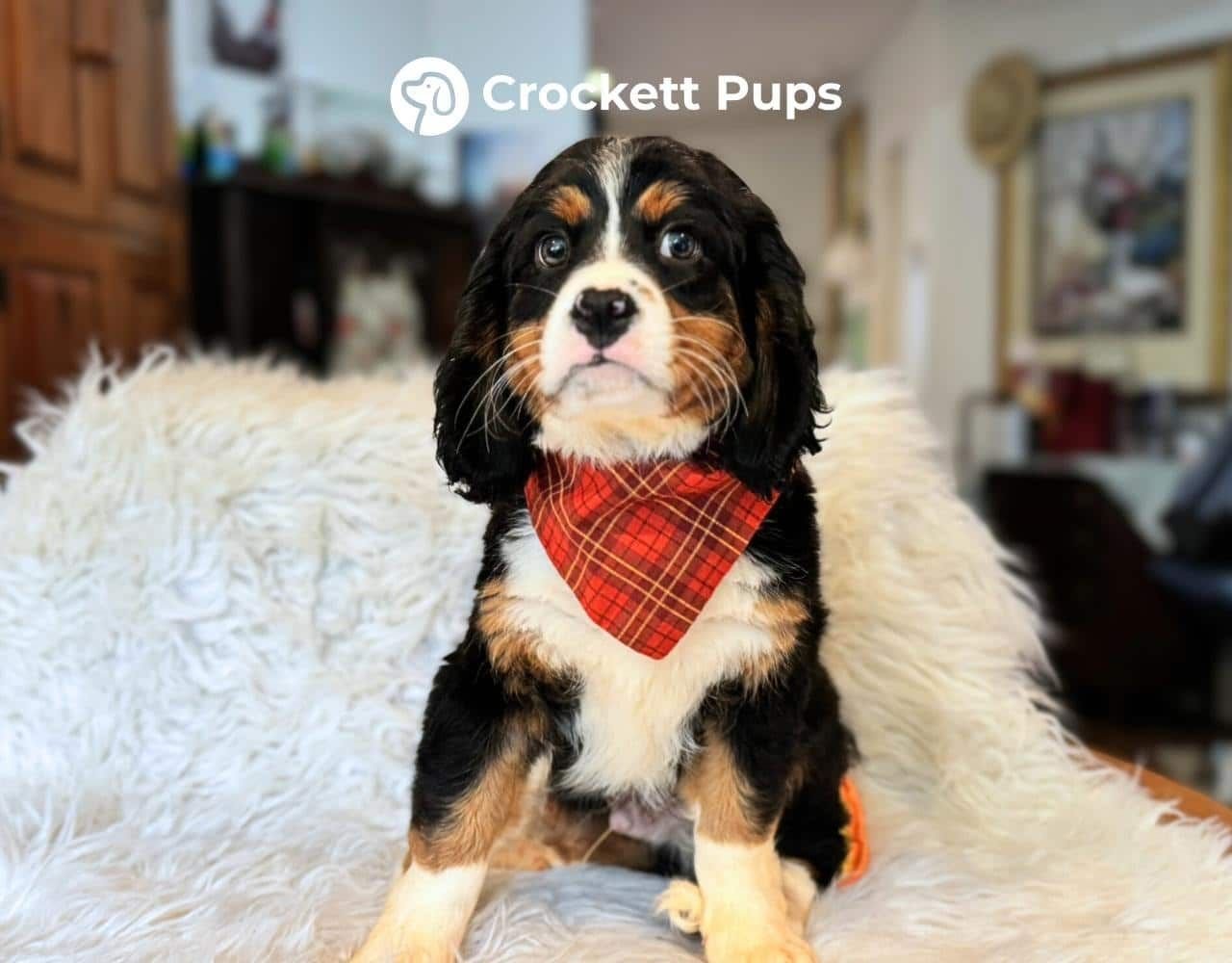 Male Bernalier Pup - Captainv