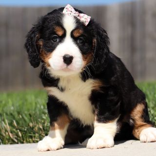 Female Bernalier Pup - Laurel