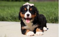 Female Bernalier Pup - Aspen