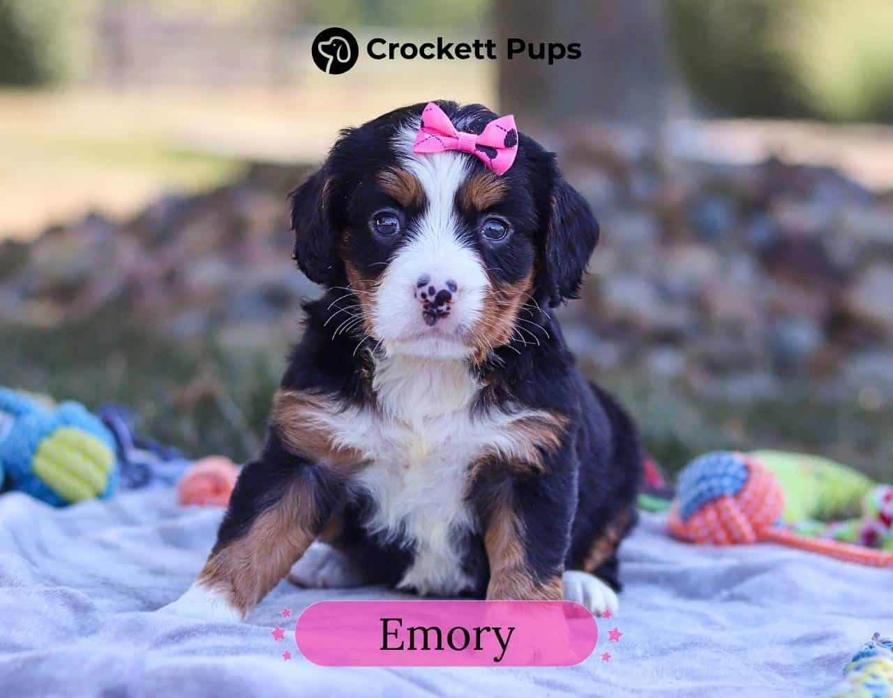 Female Bernalier Pup - Emory