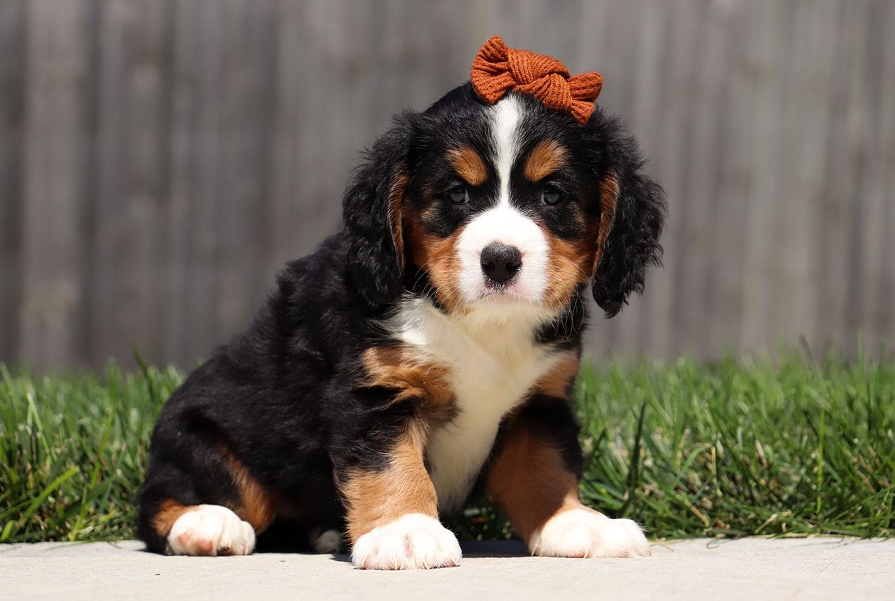Female Bernalier Pup - Birch